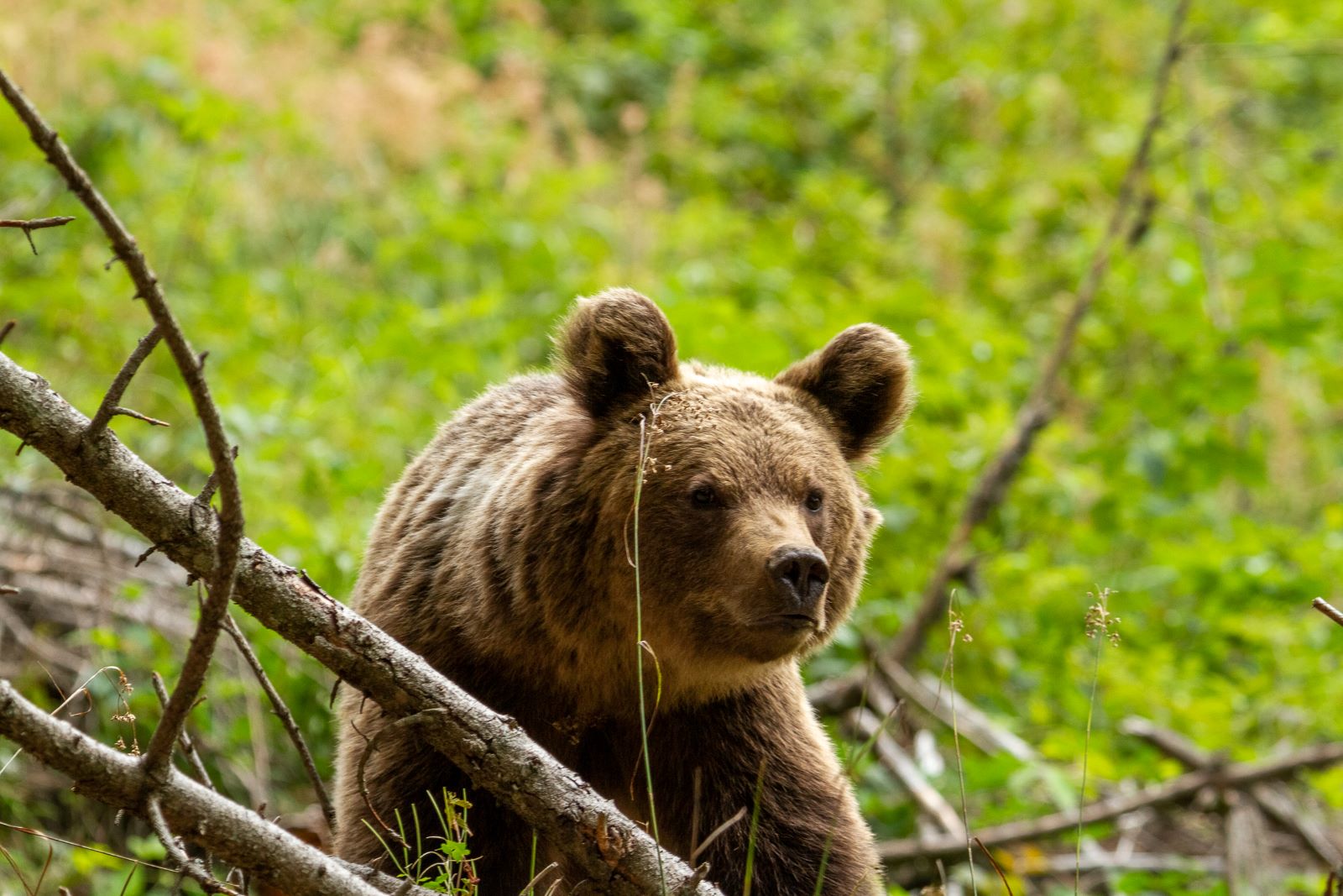 Garanti BBVA a direcționat peste 500.000 de euro în proiecte de mediu prin parteneriatul său de 14 ani cu WWF-România